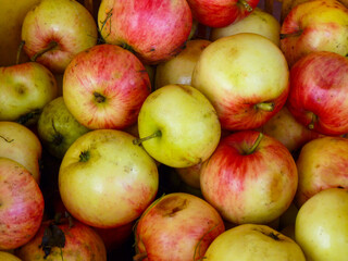 fresh apples.
