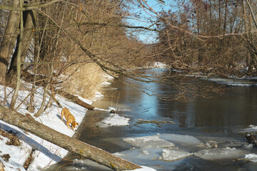 Cute red dog exploring the river bank on a beautiful early spring day. Bright ans sunny nature...