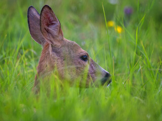 portrait of a gorgeous young deer on a green background © PhotoVlk