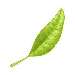 Fototapeta premium Tea branch with leaves. Vector color realistic illustration for label, poster, web. Isolated on white