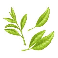 Tea branch with leaves. Vector color realistic illustration for label, poster, web. Isolated on white
