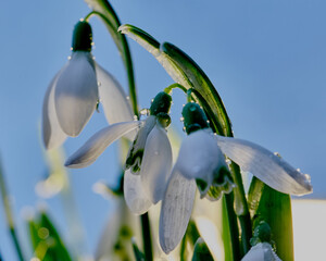  snowdrops snowbells schneeglöckchen przebisniegi © Jacek