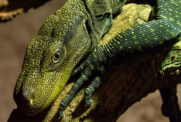 Close up of komodo dragon with open eyes