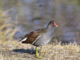 Teichralle (Gallinula chloropus)