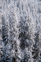 Fototapeta na wymiar View of the Carpathians in winter, Romania