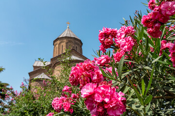 Close up view on pink oleander with the Metekhi Church above the Kura river in city center of Tbilisi, Georgia. Georgian architecture sightseeing centre. Old town. Ancient church. Flower and bloom.