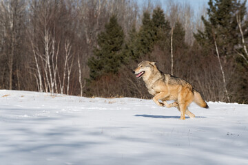 Grey Wolf (Canis lupus) Runs Left Through Field Paws Up Winter