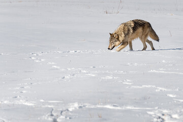 Grey Wolf (Canis lupus) Follows Tracks Through Field Winter