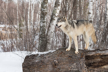 Grey Wolf (Canis lupus) Stands Atop Log Looking Left Winter