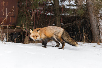 Red Fox (Vulpes vulpes) Stands Near Old Truck in Woods Winter