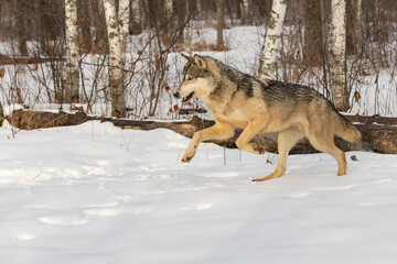 Grey Wolf (Canis lupus) Runs Left on Edge of Forest Winter