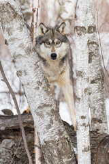 Grey Wolf (Canis lupus) Stands on Log Looking Out Between Birches Winter