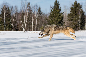 Fototapeta na wymiar Grey Wolf (Canis lupus) Runs Full Out Left Through Field Winter