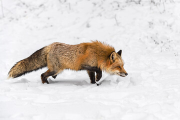Red Fox (Vulpes vulpes) Stalks Right Through Snow Paw Up Winter