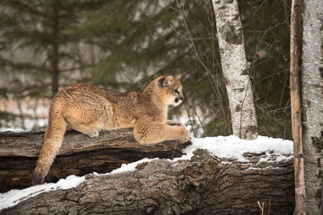 Cougar (Puma concolor) Lies on Log Sharpening Claws Winter