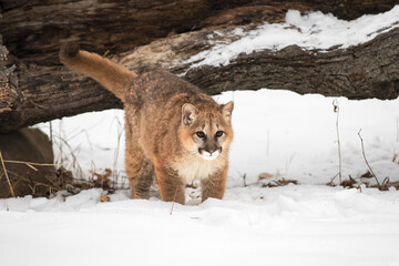 Cougar (Puma concolor) Stands in Snow After Leaping From Log Winter