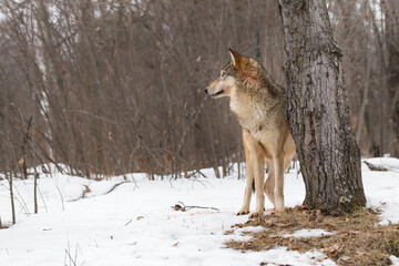 Fototapeta na wymiar Grey Wolf (Canis lupus) Stands Next to Tree Trunk Looking Left Winter