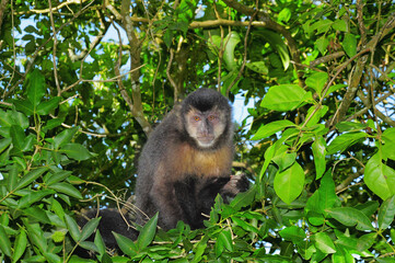 Monkey sits on the tree. Iguazu National park.