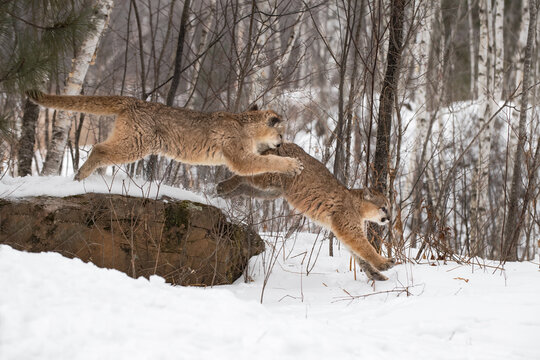 Cougar (Puma concolor) Pounces on Sibling Leaping From Rock Winter