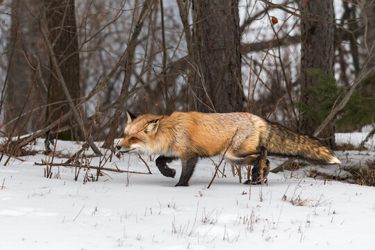 Red Fox (Vulpes vulpes) Stalks Left at Edge of Woods Winter