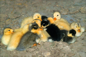 Ducklings gathered together to warm up