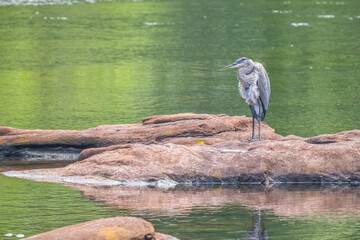 Great blue heron standing on a rock