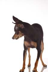Toy Terrier dog photo portrait.