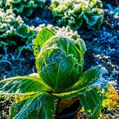 Close up of rimed Headed cabbage in a garden (Brassica oleracea)
