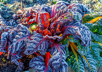 Close up of rimed Chard leave in a garden (Beta Vulgaris Vulgaris)
