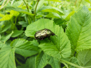Macro shot of beautiful, metallic, shiny green and copper beetle (Protaetia cuprea) on green leaf in summer