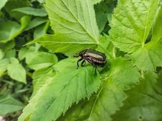 Macro shot of beautiful, metallic, shiny green and copper beetle (Protaetia cuprea) on green leaf in summer