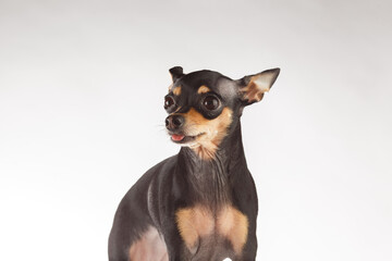 Toy Terrier dog photo portrait. Toy-terrier shows the tongue.