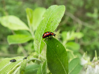 Macro shot of broad-shouldered leaf beetle (Gonioctena viminalis) walking on a green leaf