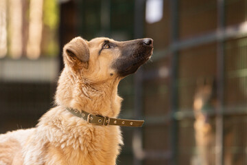Portrait of a big red mongrel dog in a shelter for stray dogs