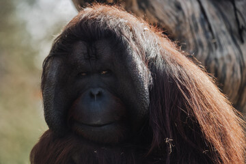 Close up orangutan facial portrait (Pongo)