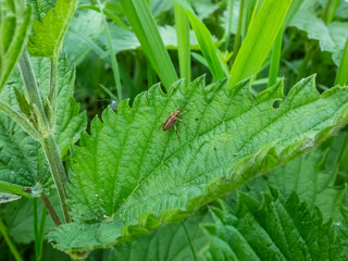 The leaf beetle or Zircon reed-beetle (Donacia aquatica) is a rainbow-coloured beetle with a reddish stripe running down the length of each wing case and a golden underside