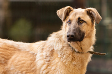 Portrait of a big red mongrel dog in a shelter for stray dogs