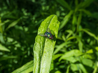Close-up frontal shot of the adult Common greenbottle, green blow fly (Lucilia caesar) sitting on a green leaf surrounded with vegetation