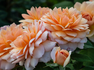English Shrub Rose 'Grace' (by David Austin, 2001). Lovely pure apricot flowers – darker in the...