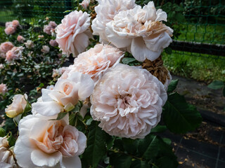 Close-up shot of rose 'Rose de Tolbiac'. Very erect, slowly growing climbing rose with nostalgic very doubled flowers in pastel-pink.