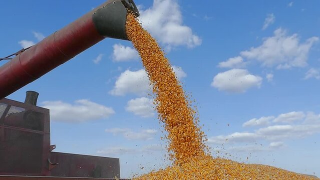 Corn harvest, close-up of combine transferring freshly harvested corn into tractor-trailer for transport to the silos, slow motion