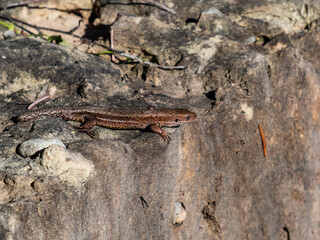 Viviparous lizard or common lizard (Zootoca vivipara) with detached tail sunbathing in the brigth sun on rock. Detailed view of head and eye