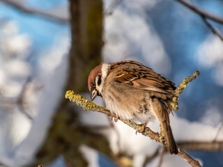Close-up shot of the fluffy Eurasian tree sparrow (Passer montanus) sitting on a branch in bright sunlight in winter day. Detailed portrait and plumage of the bird