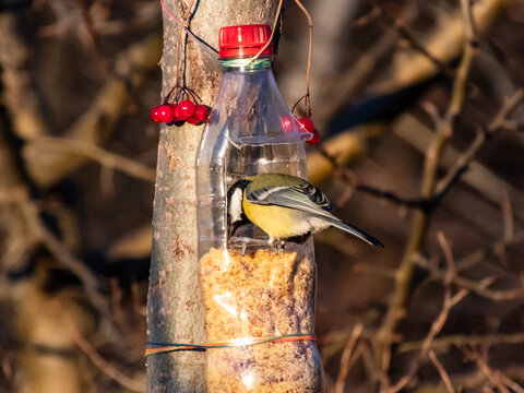The Great tit (Parus major) visiting bird feeder made from reused plastic bottle with grains in winter in warm toned golden hour light. Bird feeder bottle hanging in a tree. DIY bottle feeder