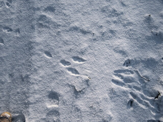 Footprints of paws of the European hare or brown hare (Lepus europaeus) on ground covered with snow in winter