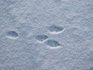 Footprints of paws of the European hare or brown hare (Lepus europaeus) on ground covered with snow in winter
