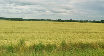 field of wheat