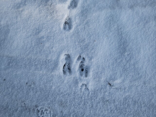 Close-up of a perfect footprints of roe deer (Capreolus capreolus) on the ground covered with soft snow in winter