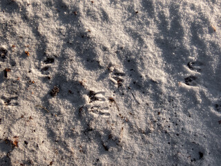 Close-up of a perfect footprints of roe deer (Capreolus capreolus) on the ground covered with soft snow in winter