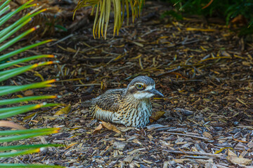 Entspannter Vogel im Schatten